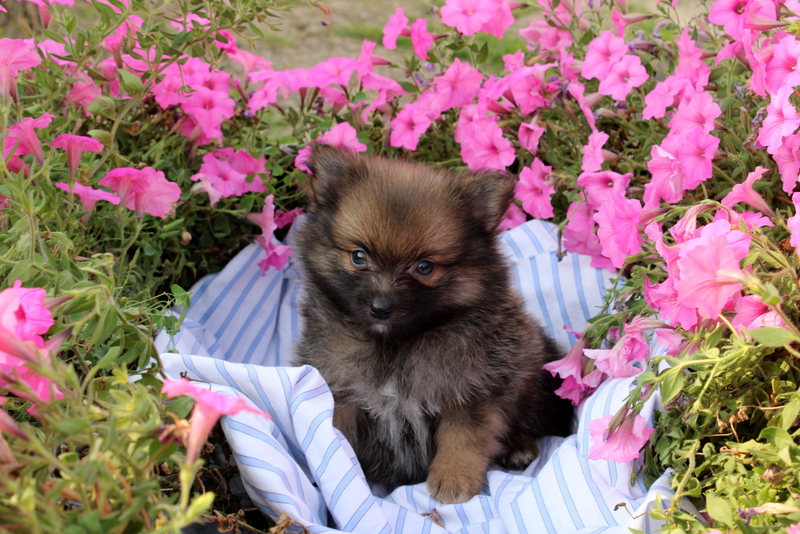puppy, for, sale, Pomeranian, Matthew B. Stoltzfus, dog, breeder, Gap, PA, dog-breeder, puppy-for-sale, forsale, nearby, find, puppyfind, locator, puppylocator, aca